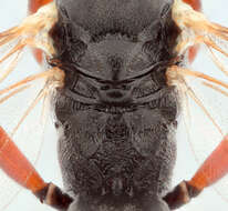 Image of Sphecophaga vesparum (Curtis 1828)