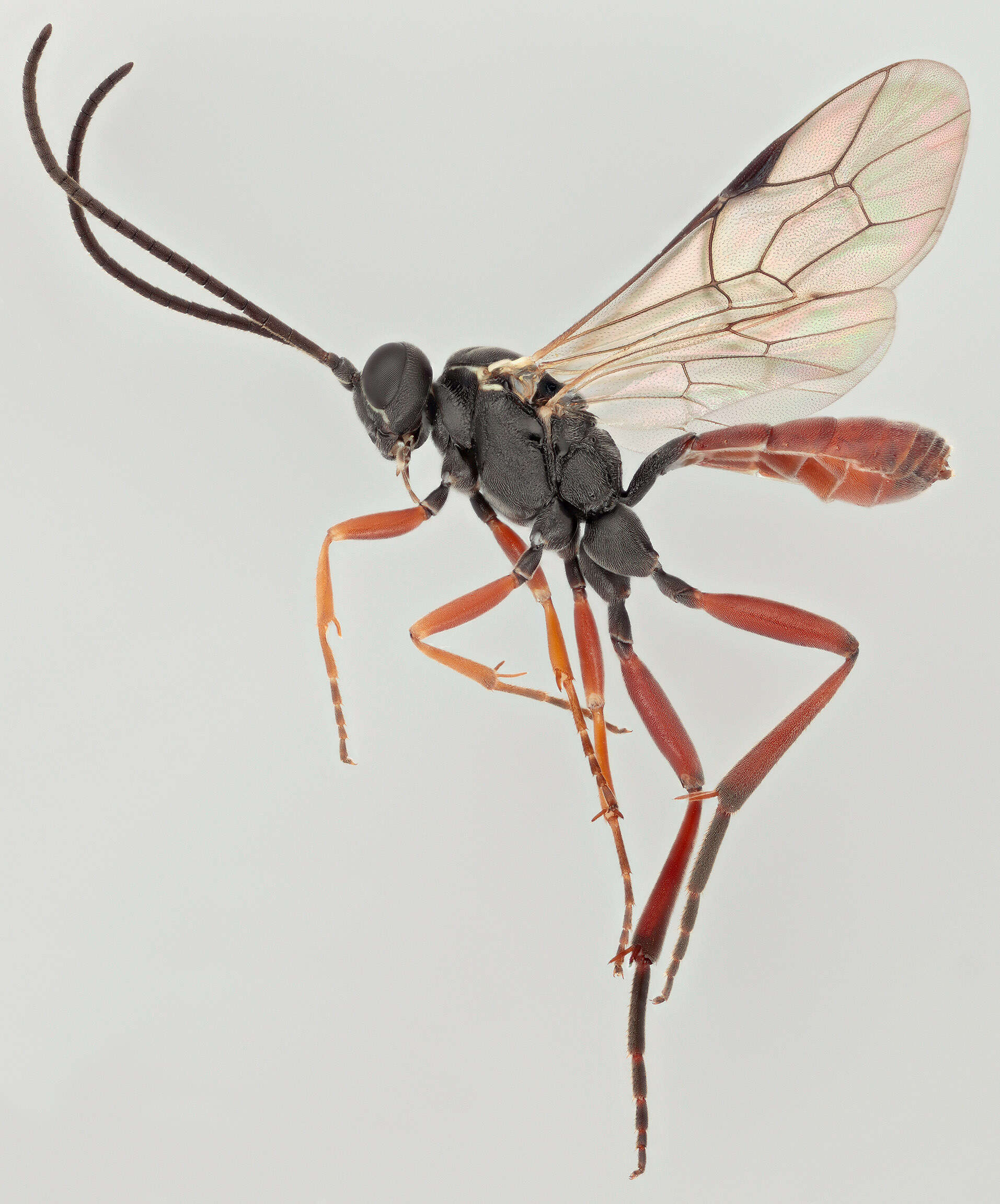 Sivun Sphecophaga vesparum (Curtis 1828) kuva