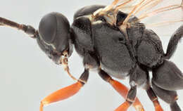 Image of Sphecophaga vesparum (Curtis 1828)