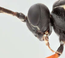 Image of Sphecophaga vesparum (Curtis 1828)