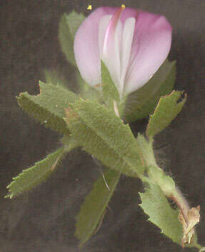 Image of common restharrow