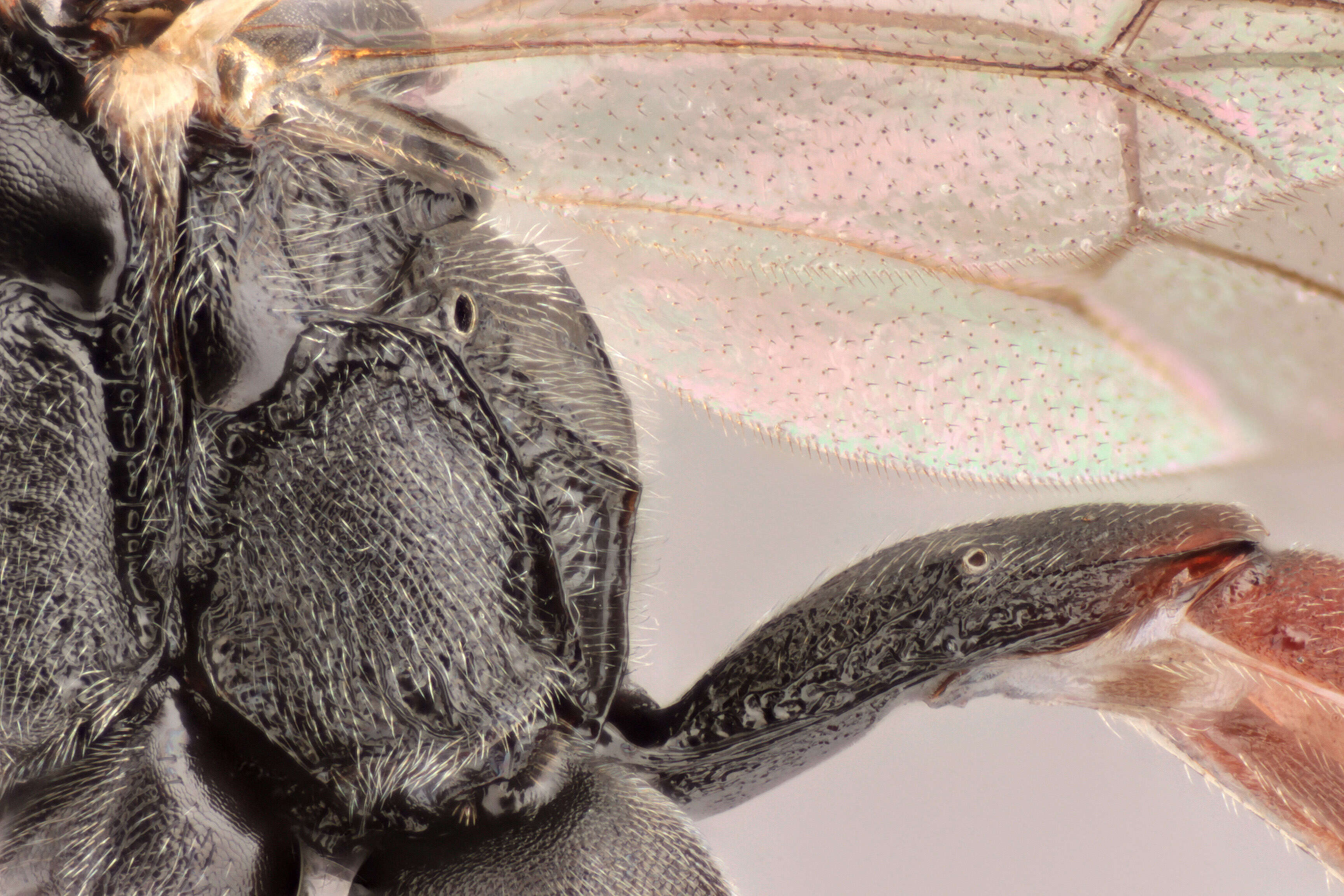 Image of Sphecophaga vesparum (Curtis 1828)