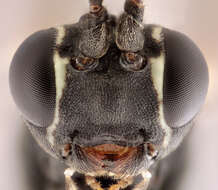 Image of Sphecophaga vesparum (Curtis 1828)