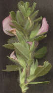 Image of common restharrow