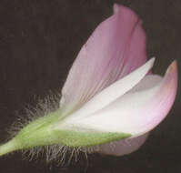 Image of common restharrow