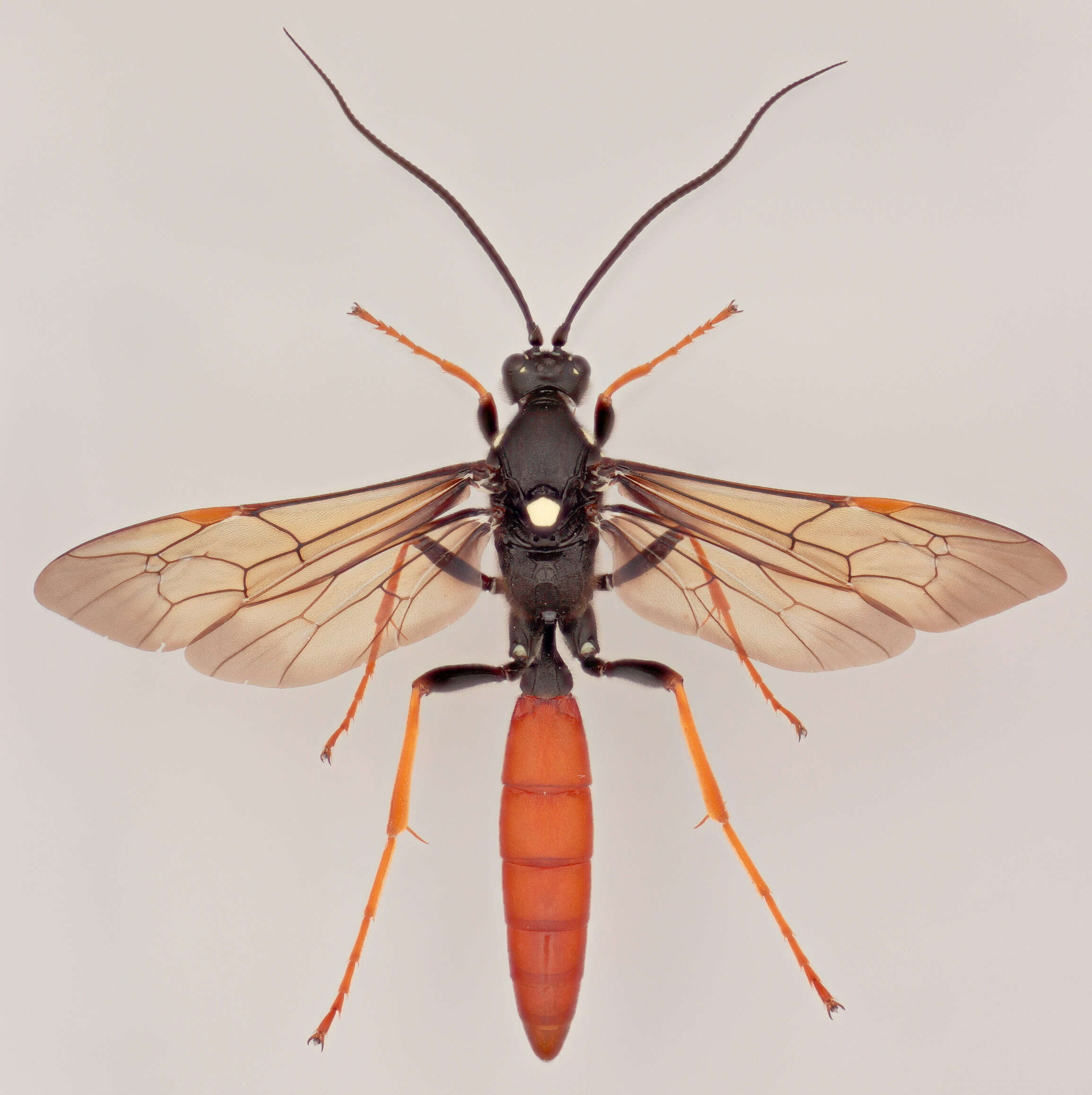 Image de Amblyjoppa fuscipennis (Wesmael 1845)