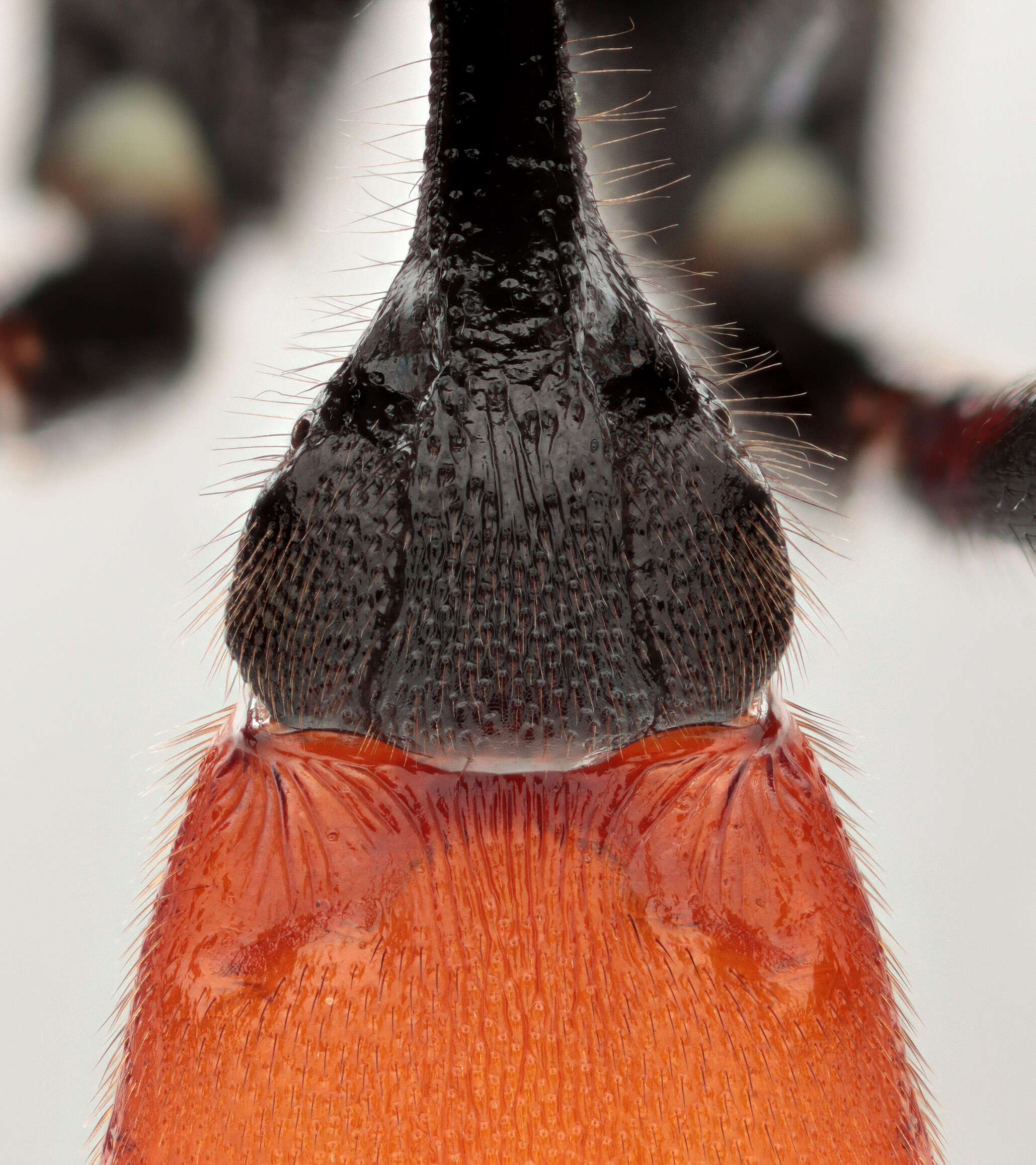 Image of Amblyjoppa fuscipennis (Wesmael 1845)