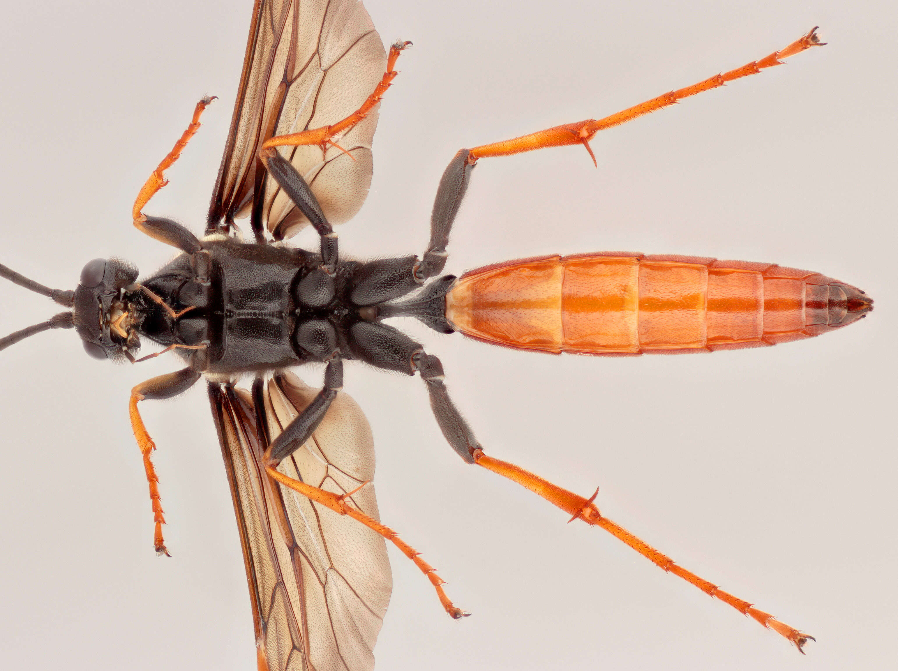 Image of Amblyjoppa fuscipennis (Wesmael 1845)