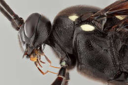 Image of Amblyjoppa fuscipennis (Wesmael 1845)