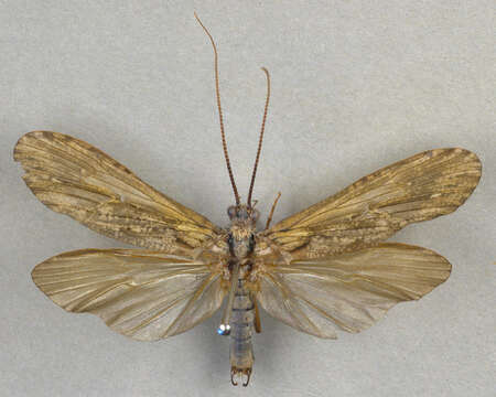 Phryganea (Phryganea) grandis Linnaeus 1758 resmi