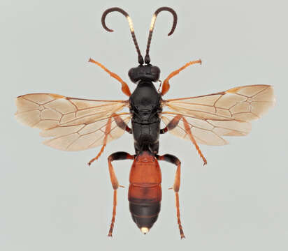 Image of Ichneumon memorator Wesmael 1845