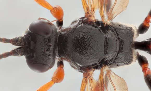 Image of Ichneumon memorator Wesmael 1845