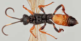 Image of Ichneumon memorator Wesmael 1845