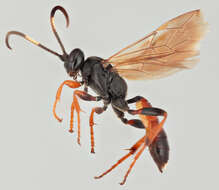 Image of Ichneumon memorator Wesmael 1845