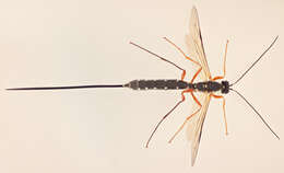 Image of Sabre wasp