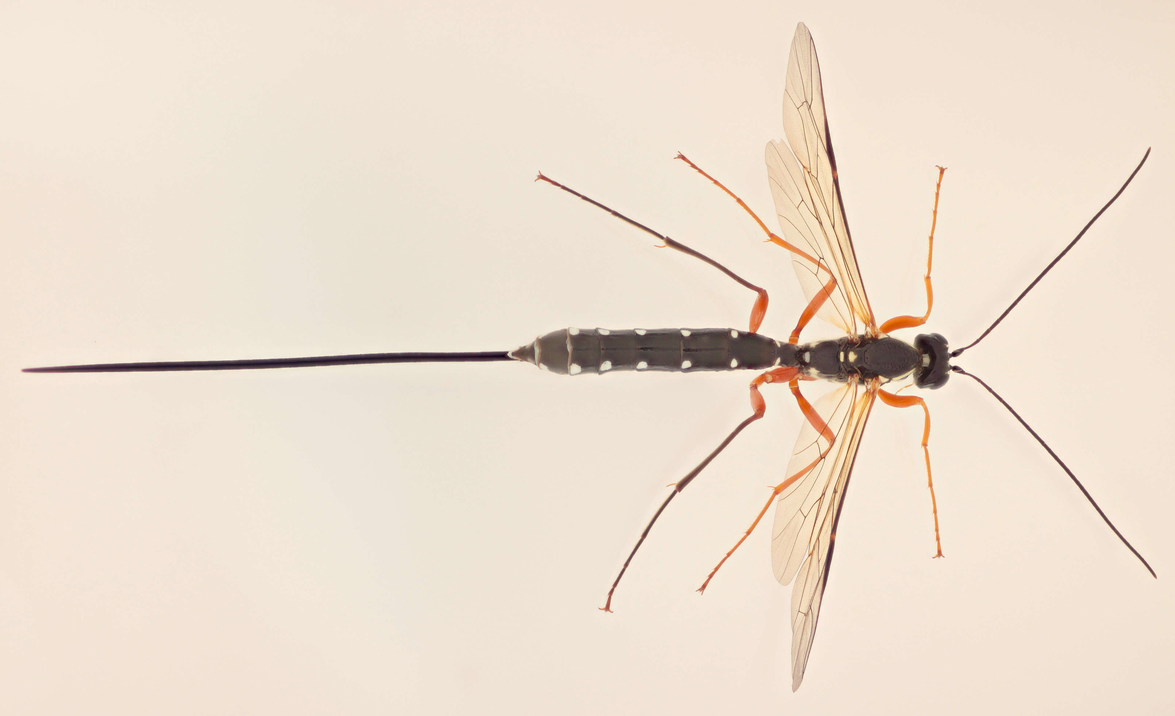 Image of Sabre wasp