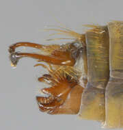 Image of Phryganea (Phryganea) grandis Linnaeus 1758