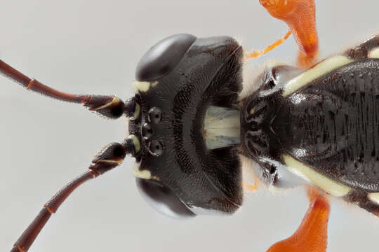 Image of Sabre wasp