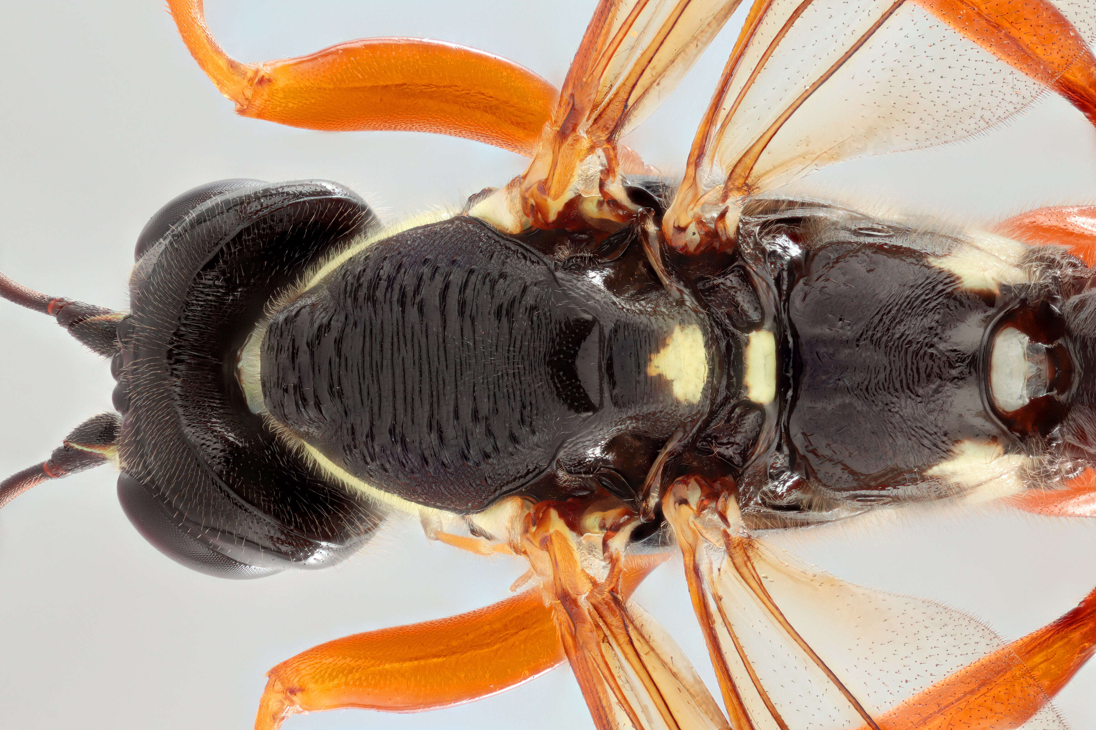 Image of Sabre wasp