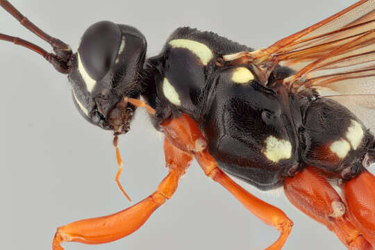 Image of Sabre wasp