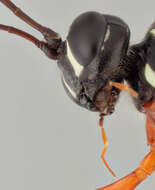 Image of Sabre wasp