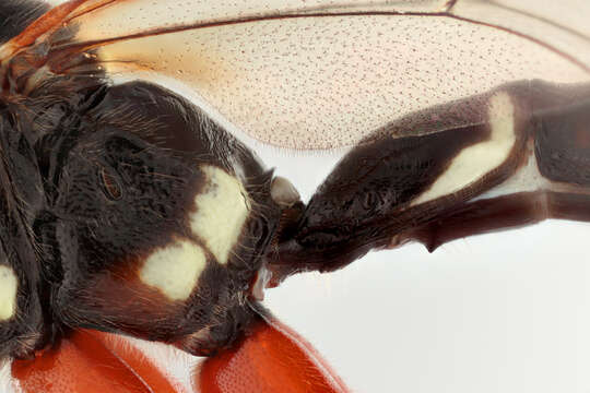 Image of Sabre wasp