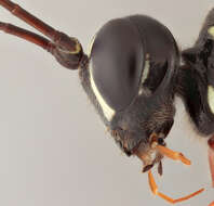 Image of Sabre wasp