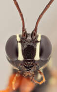 Image of Sabre wasp