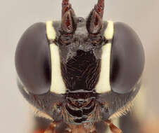 Image of Sabre wasp