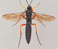 Image of Pseudoamblyteles