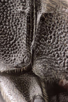 Trychosis tristator (Tschek 1871)的图像