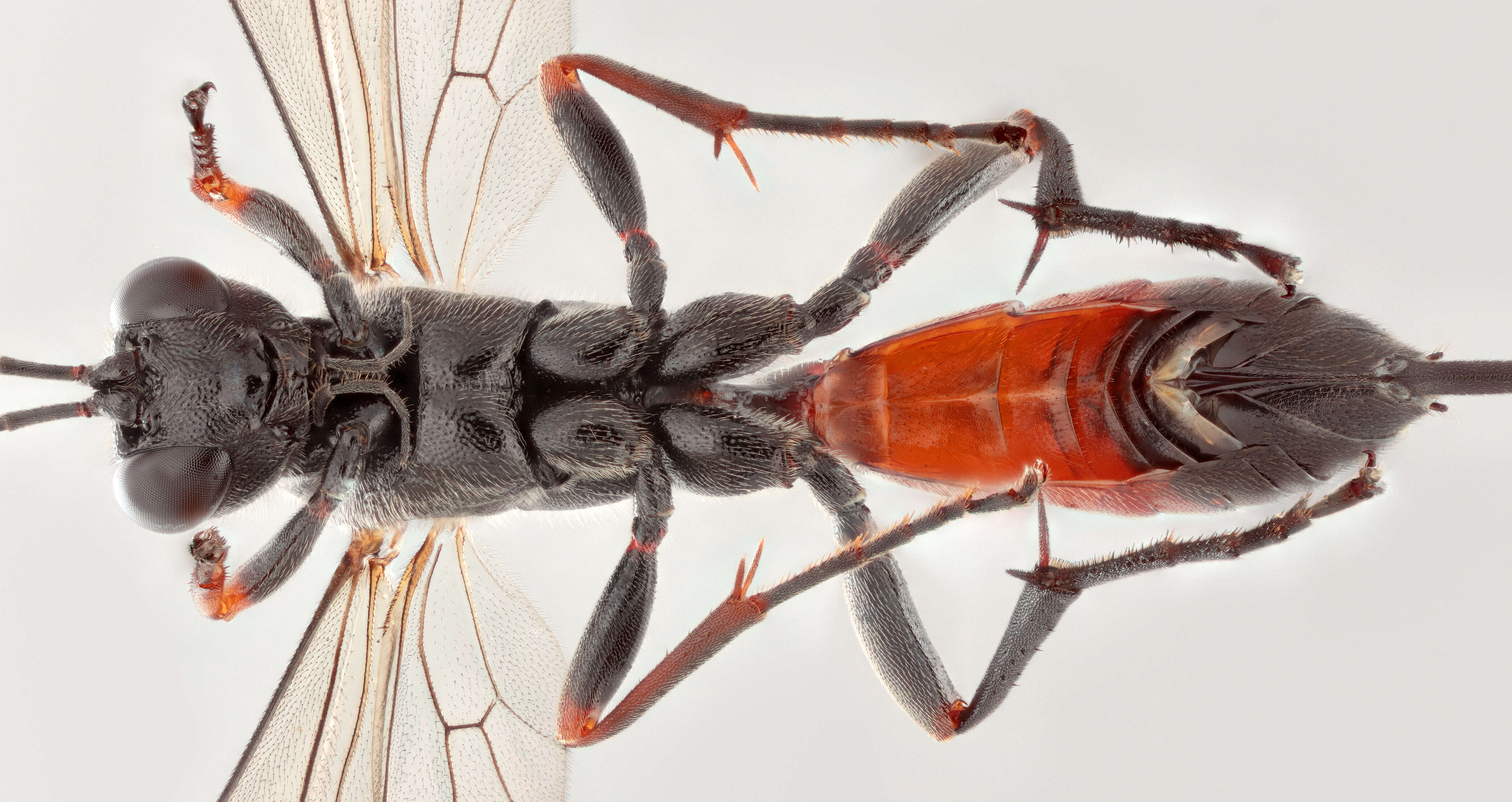 Image of Aritranis nigripes (Gravenhorst 1829)