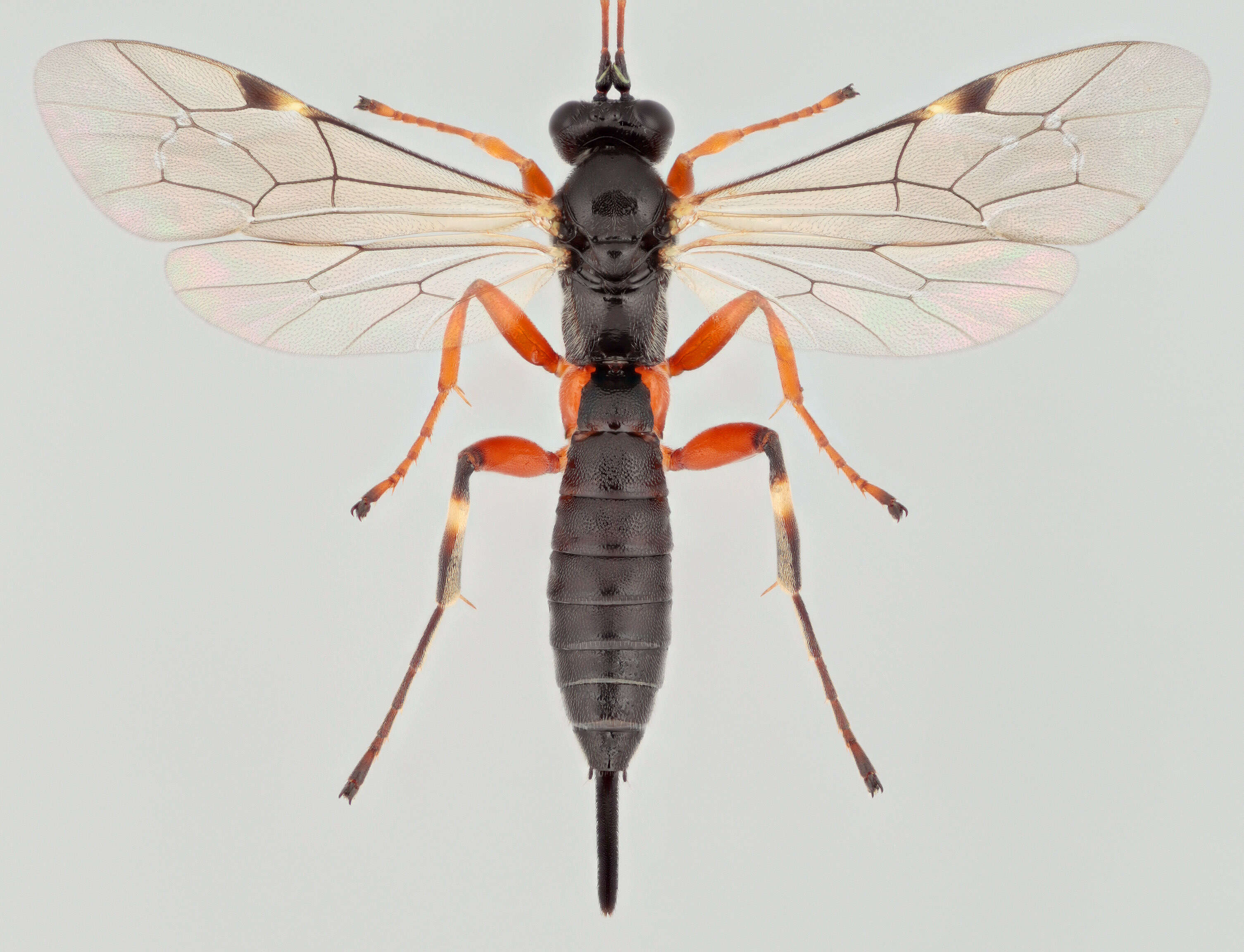 Image of Pimpla flavicoxis Thomson 1877