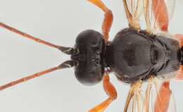 Image of Pimpla flavicoxis Thomson 1877