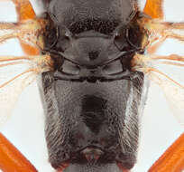 Imagem de Pimpla flavicoxis Thomson 1877