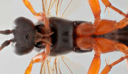 Imagem de Pimpla flavicoxis Thomson 1877