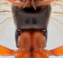 Image of Pimpla flavicoxis Thomson 1877