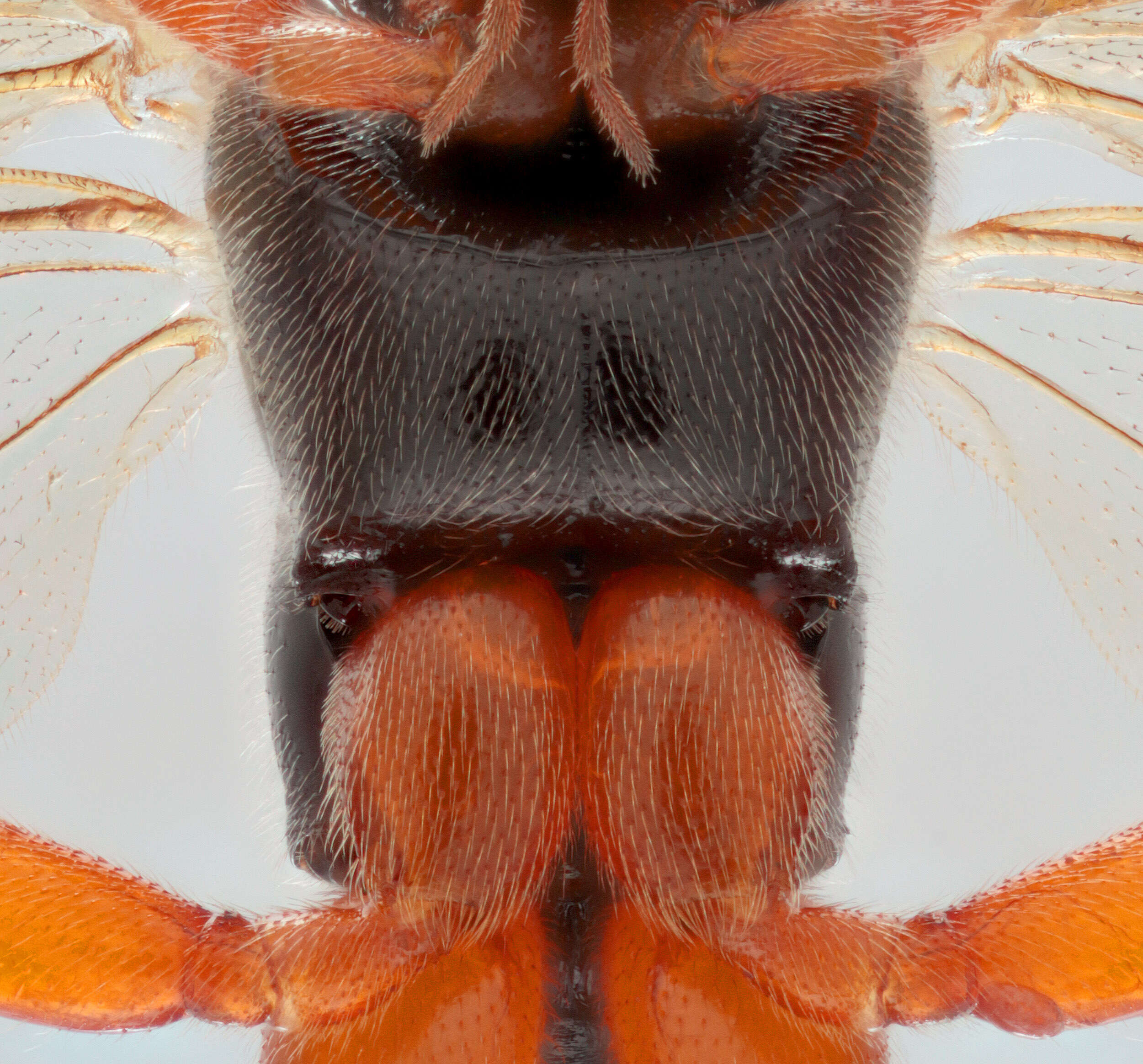 Imagem de Pimpla flavicoxis Thomson 1877