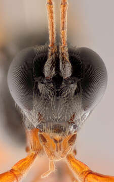 Imagem de Pimpla flavicoxis Thomson 1877