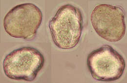 Ononis spinosa subsp. procurrens (Wallr.) Briq.的圖片