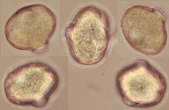 Ononis spinosa subsp. procurrens (Wallr.) Briq.的圖片