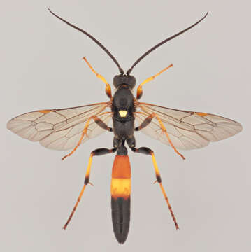 Image of Spilichneumon ammonius (Gravenhorst 1820)