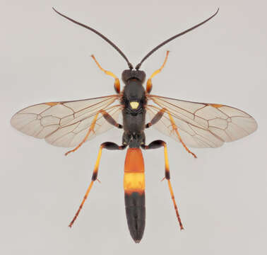 Image of Spilichneumon ammonius (Gravenhorst 1820)