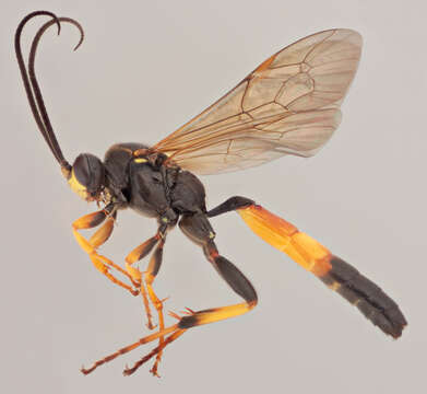 Image of Spilichneumon ammonius (Gravenhorst 1820)