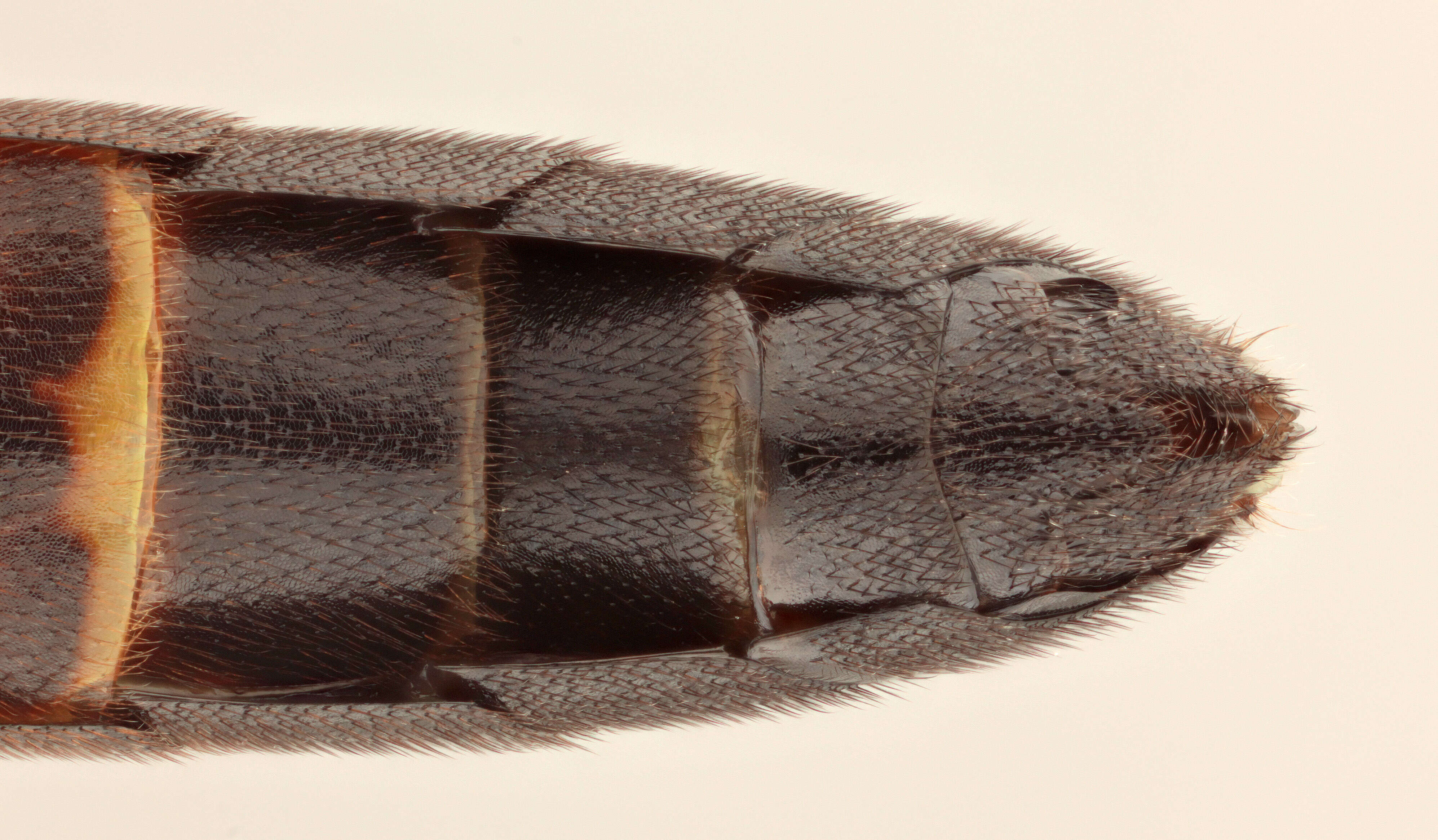 Image of Spilichneumon ammonius (Gravenhorst 1820)
