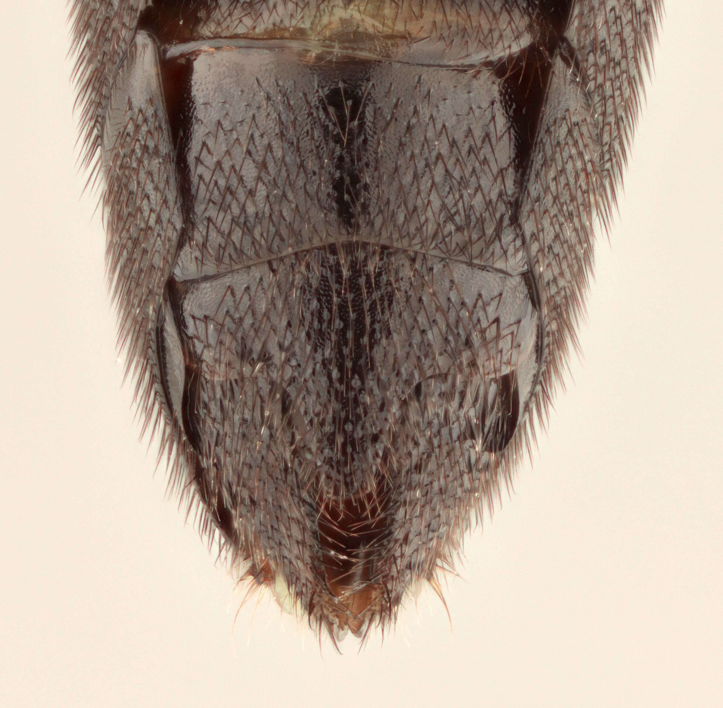 Image of Spilichneumon ammonius (Gravenhorst 1820)