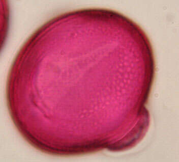 Ononis spinosa subsp. procurrens (Wallr.) Briq.的圖片