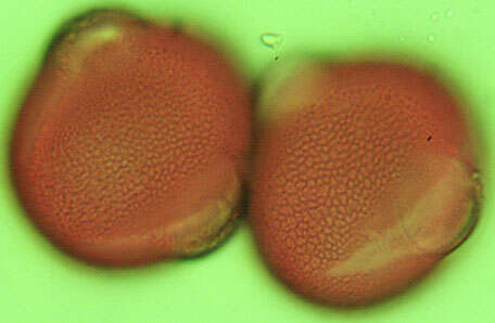 Ononis spinosa subsp. procurrens (Wallr.) Briq.的圖片