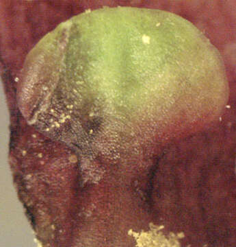 Image of Scrophularia scorodonia L.