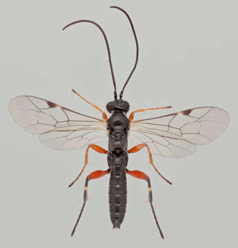 Image of Pimpla spuria Gravenhorst 1829